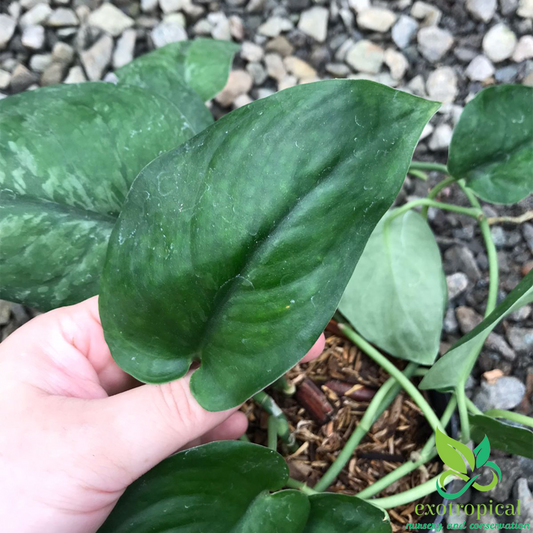 Scindapsus Pictus Jade Satin