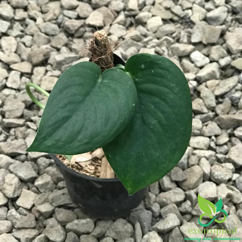 Scindapsus Pictus Jade Satin