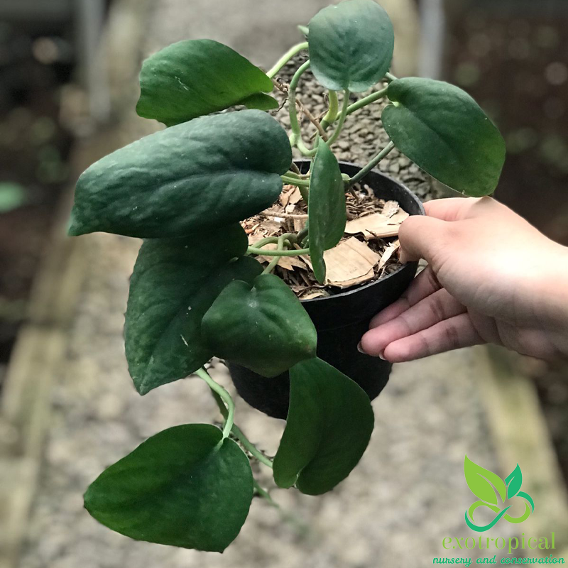 Scindapsus Pictus Jade Satin