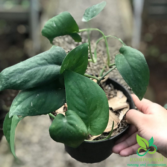 Scindapsus Pictus Jade Satin