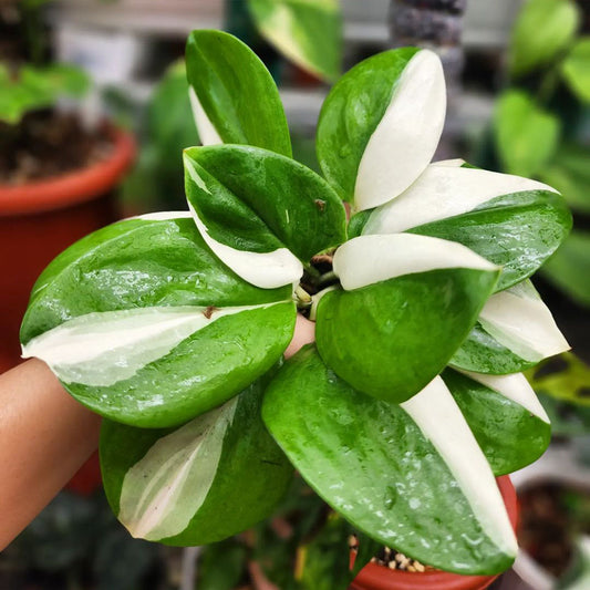 Scindapsus Treubii Moonlight Variegated