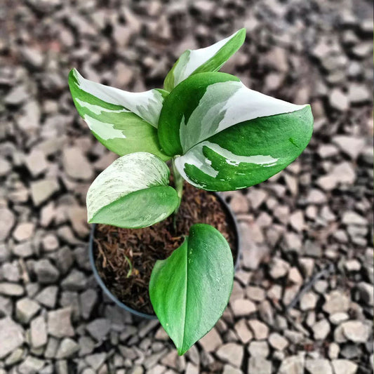 Scindapsus Treubii Moonlight Variegated