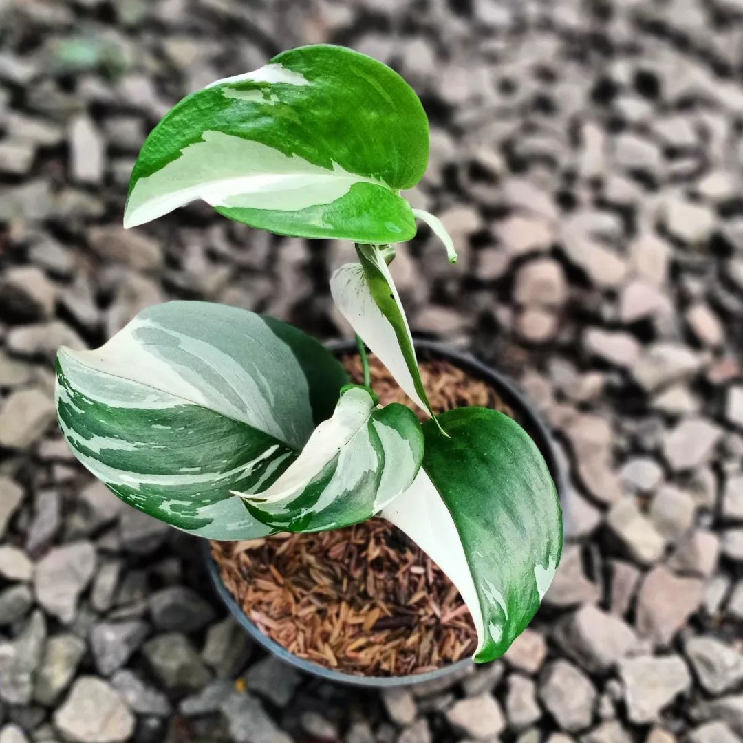 Scindapsus Treubii Moonlight Variegated