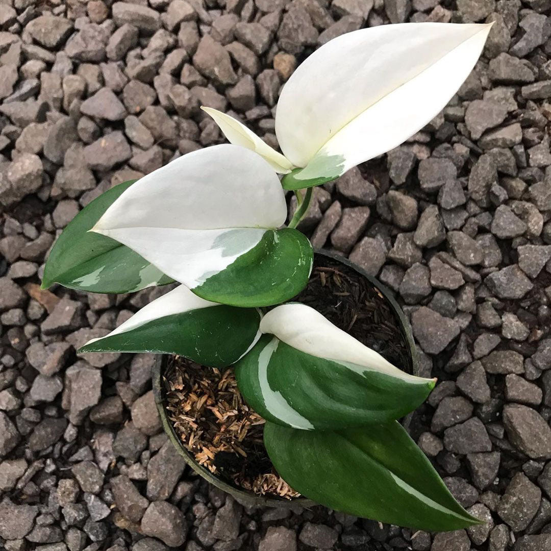 Scindapsus Treubii Moonlight Variegated
