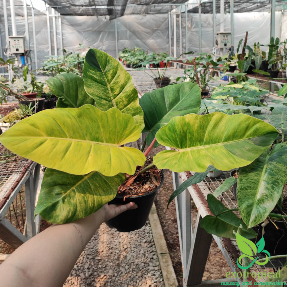 Philodendron Jungle Fever