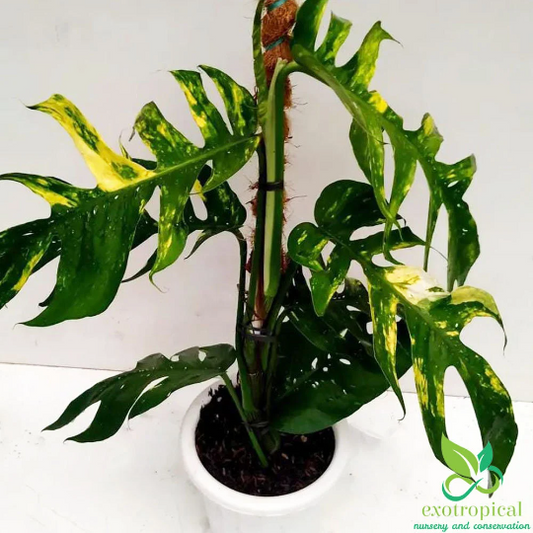 Epipremnum Kujang Yellow Flame