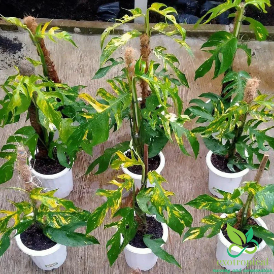 Epipremnum Kujang Yellow Flame