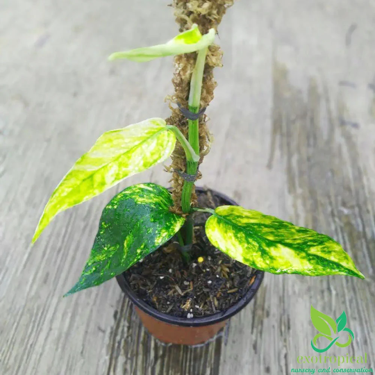 Epipremnum Kujang Yellow Flame
