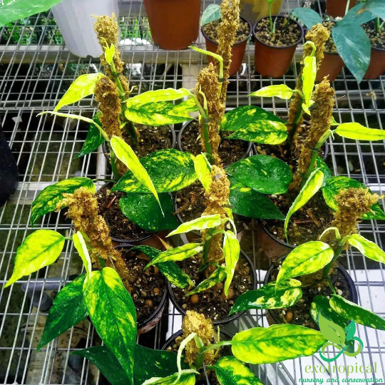 Epipremnum Kujang Yellow Flame