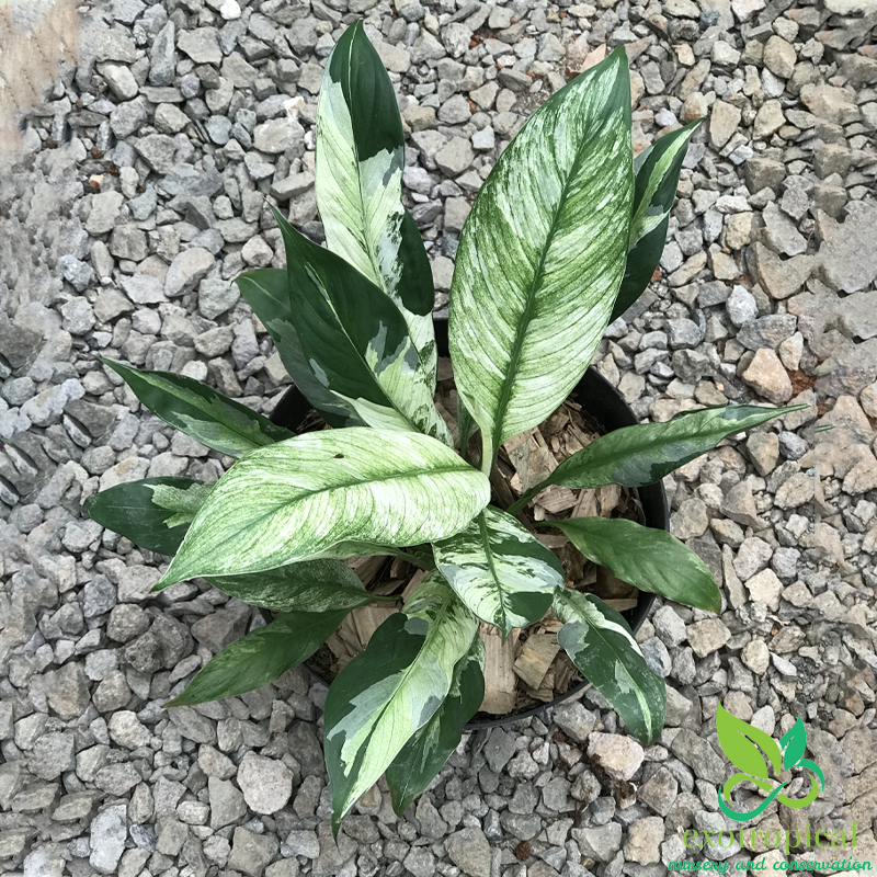 Spathiphyllum Variegated Peace Lily