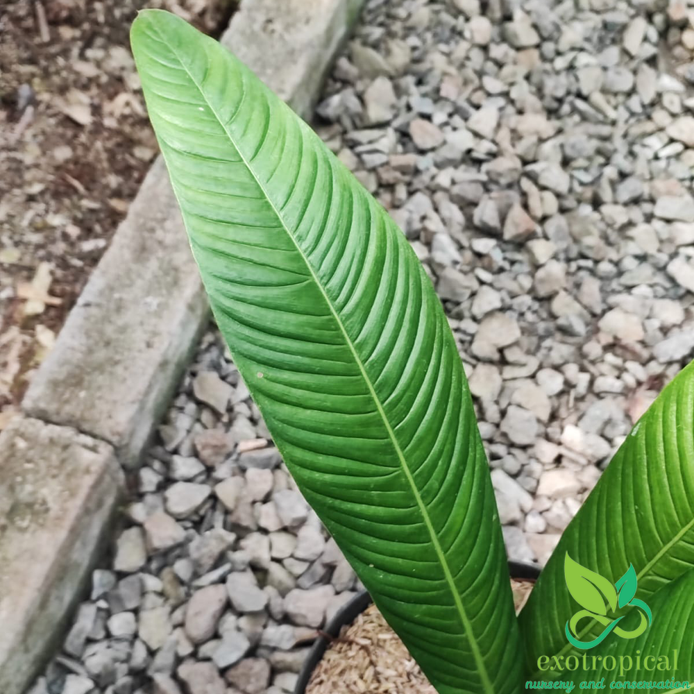 Philodendron Lynette