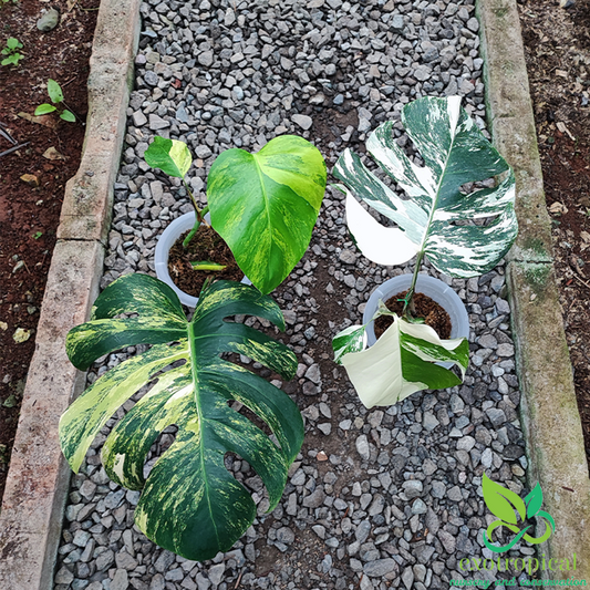 Monstera Variegated Package: Monstera Variegated Albo & Marmorata