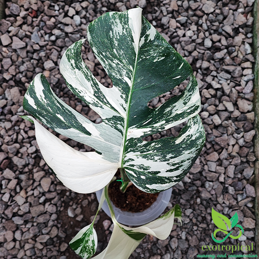 Monstera Variegated Package: Monstera Variegated Albo & Marmorata