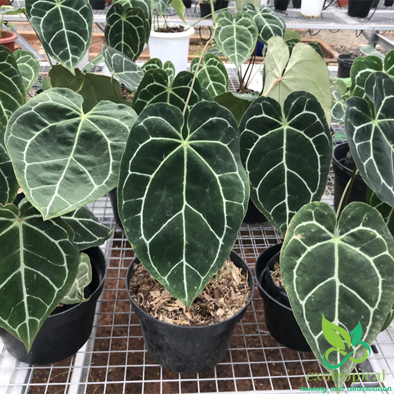 Anthurium Magnificum