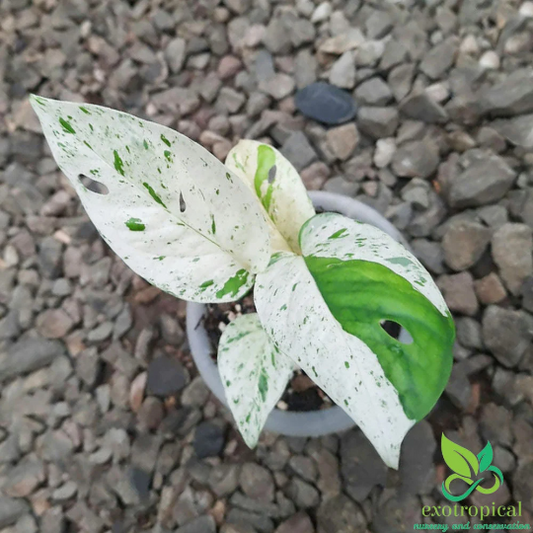 Epipremnum Pinnatum Marble Variegated