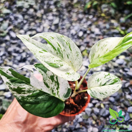 Epipremnum Pinnatum Marble Variegated