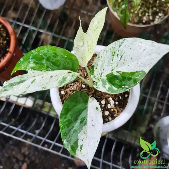 Epipremnum Pinnatum Marble Variegated
