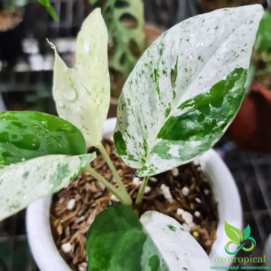 Epipremnum Pinnatum Marble Variegated