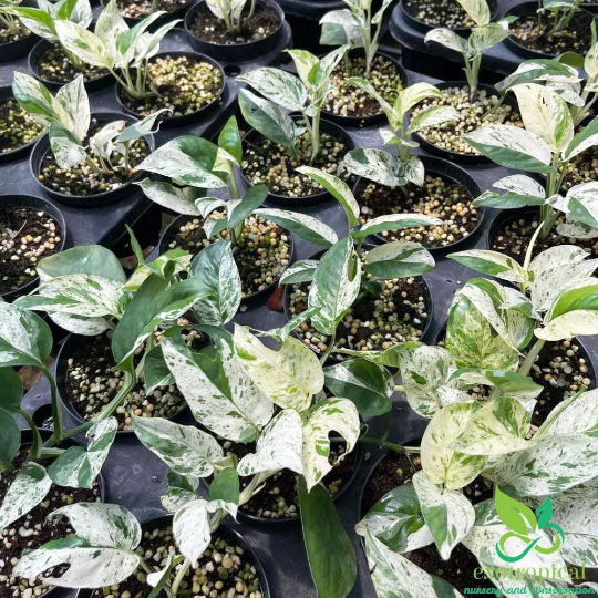 Epipremnum Pinnatum Marble Variegated