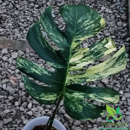 Monstera Marmorata Aurea Variegated