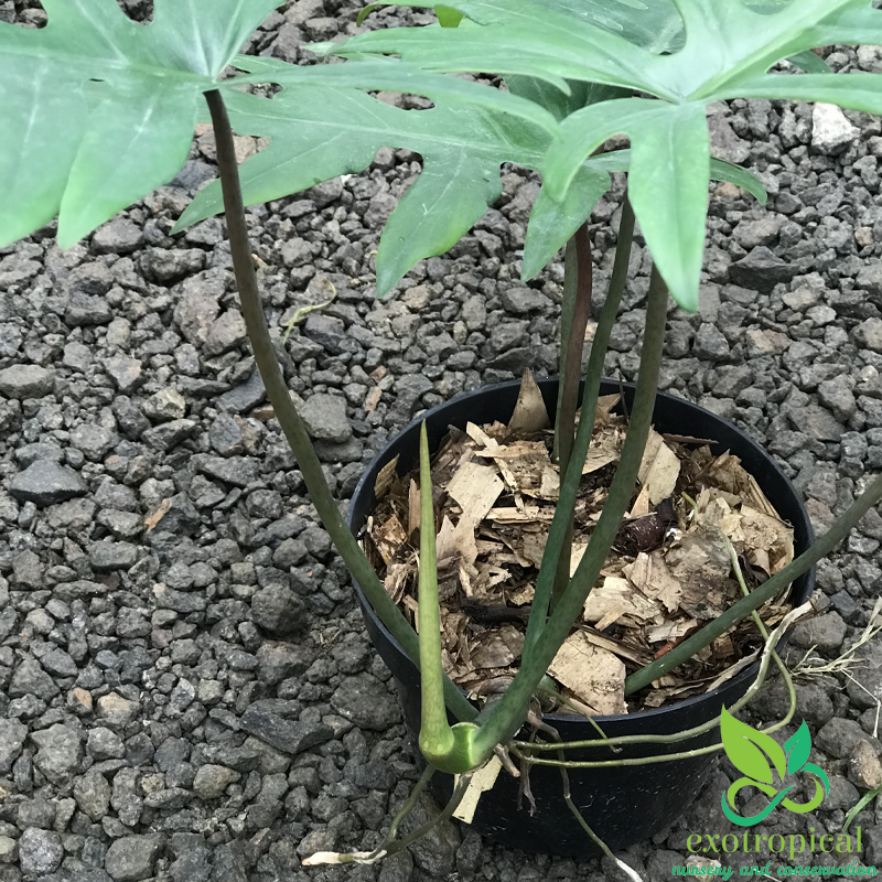Philodendron Mayoi