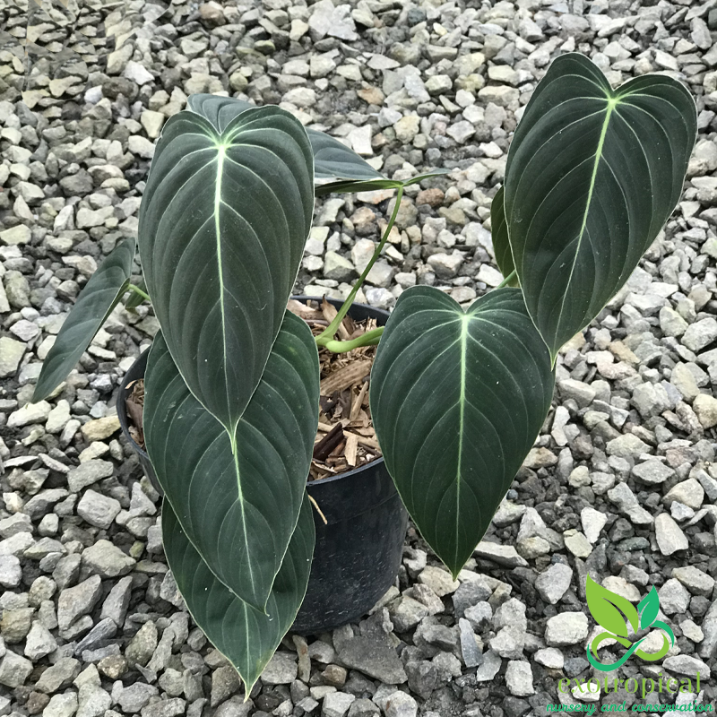 Philodendron Melanochrysum