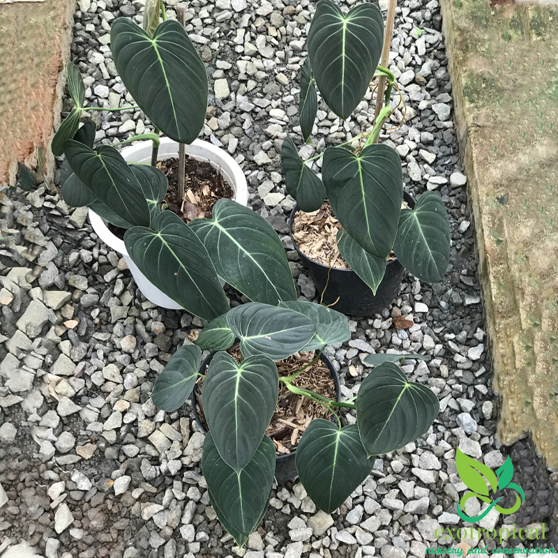 Philodendron Melanochrysum