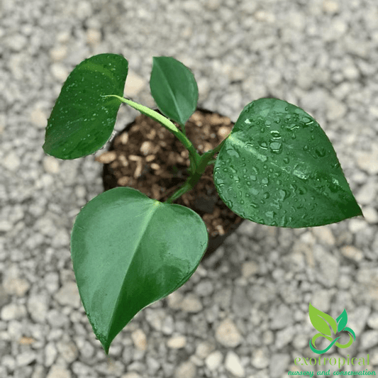 Philodendron Microstictum