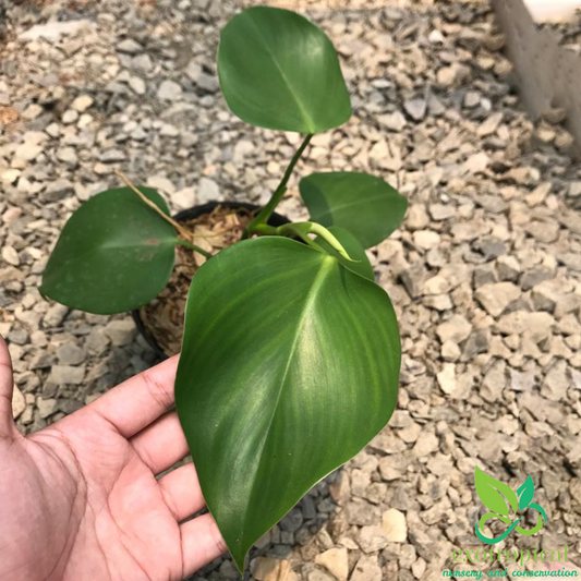 Philodendron Microstictum