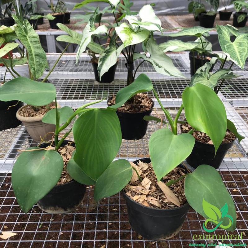 Philodendron Microstictum