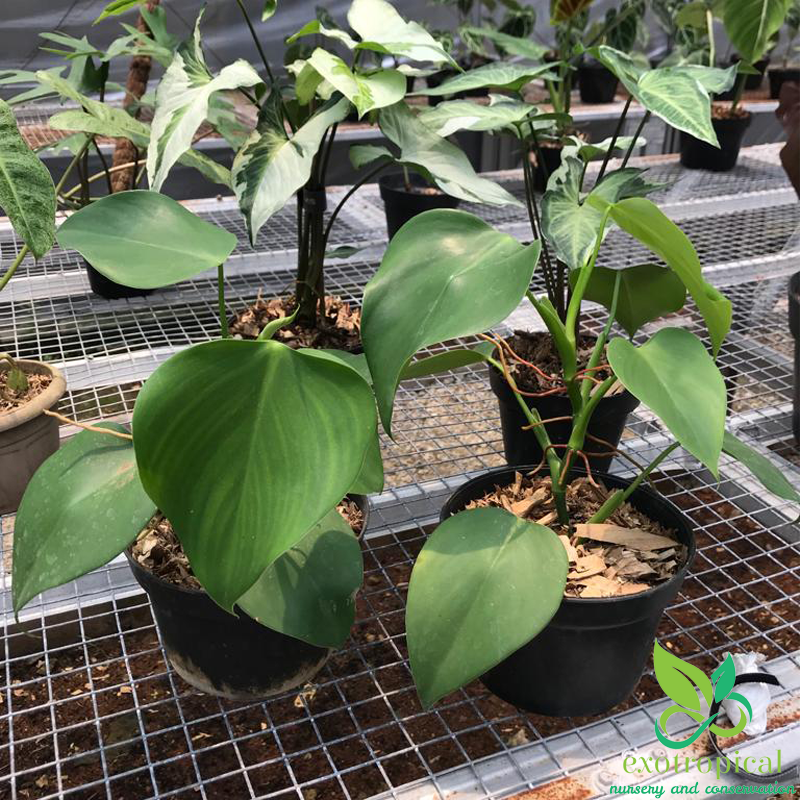 Philodendron Microstictum