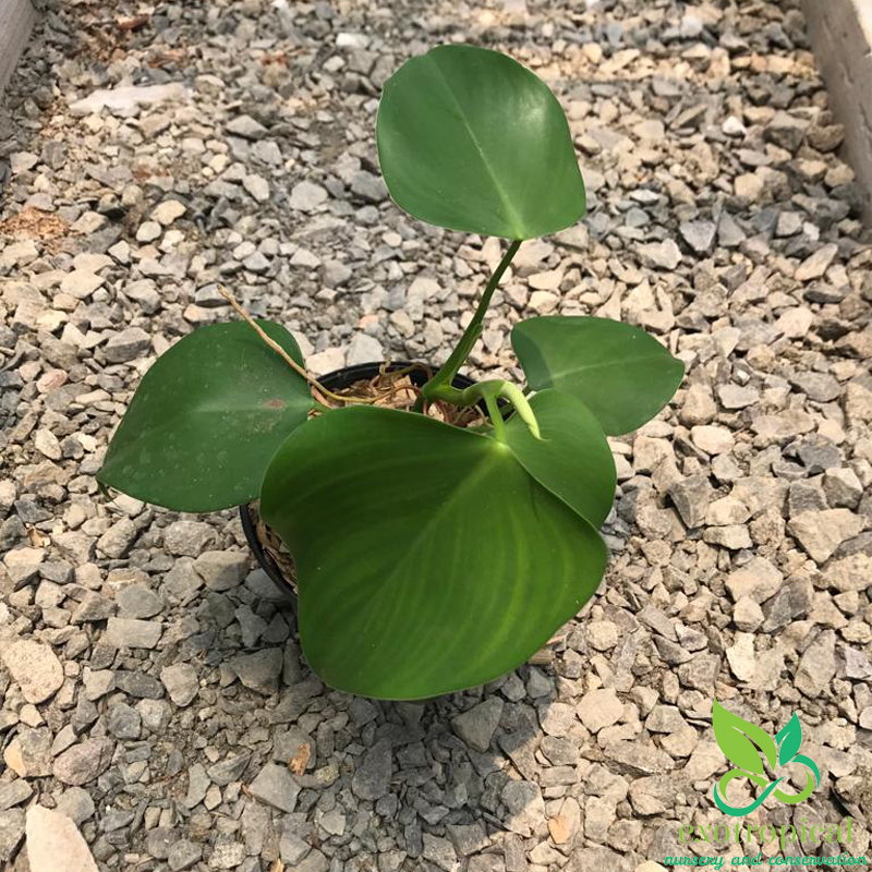 Philodendron Microstictum