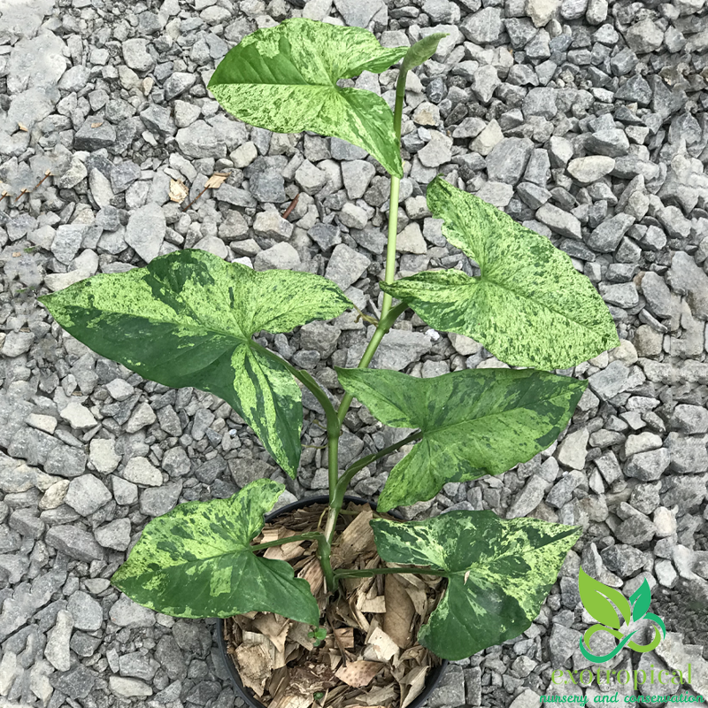 Syngonium Mojito
