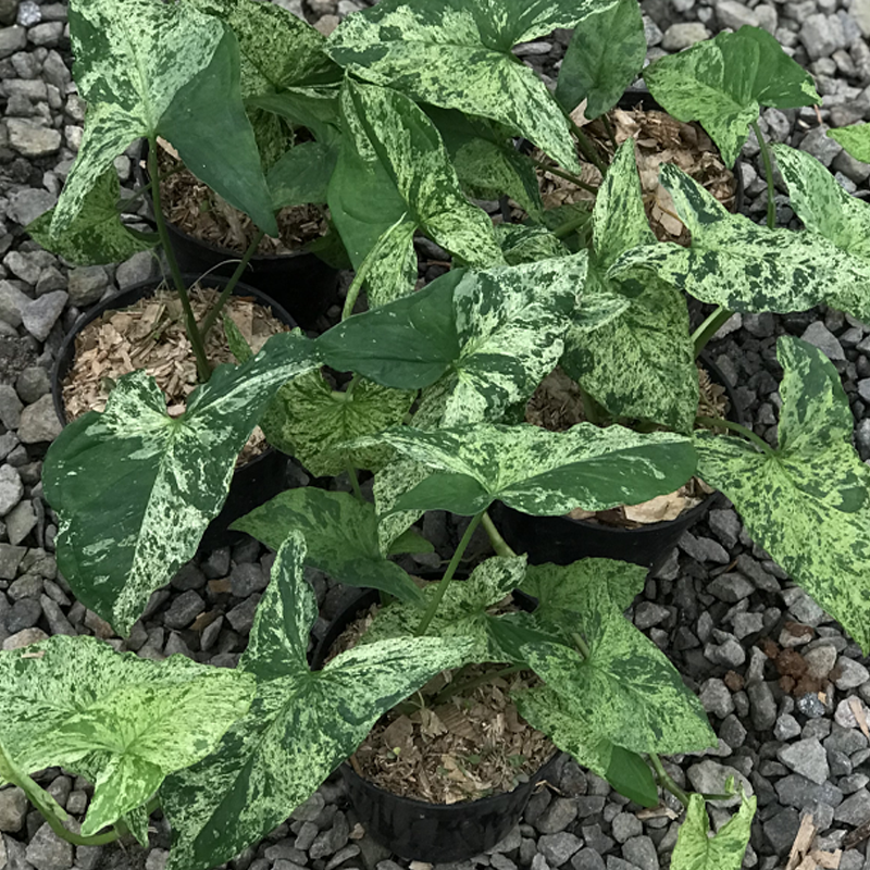 Syngonium Mojito