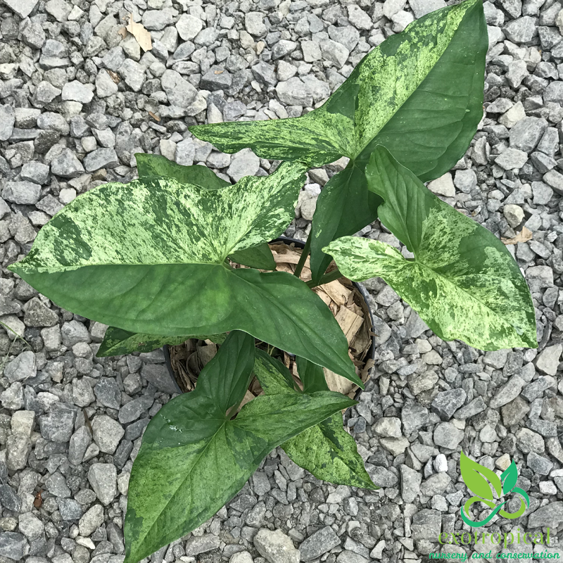 Syngonium Mojito