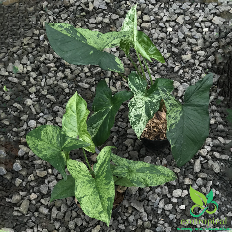 Syngonium Mojito