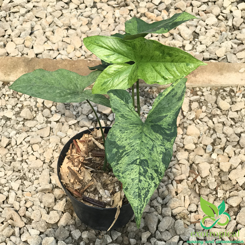 Syngonium Mojito