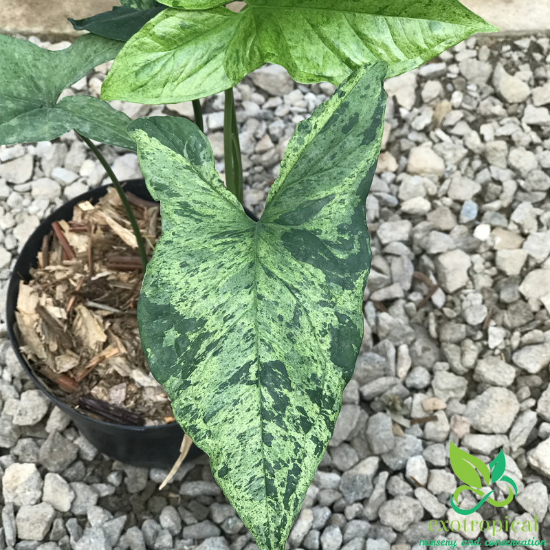 Syngonium Mojito