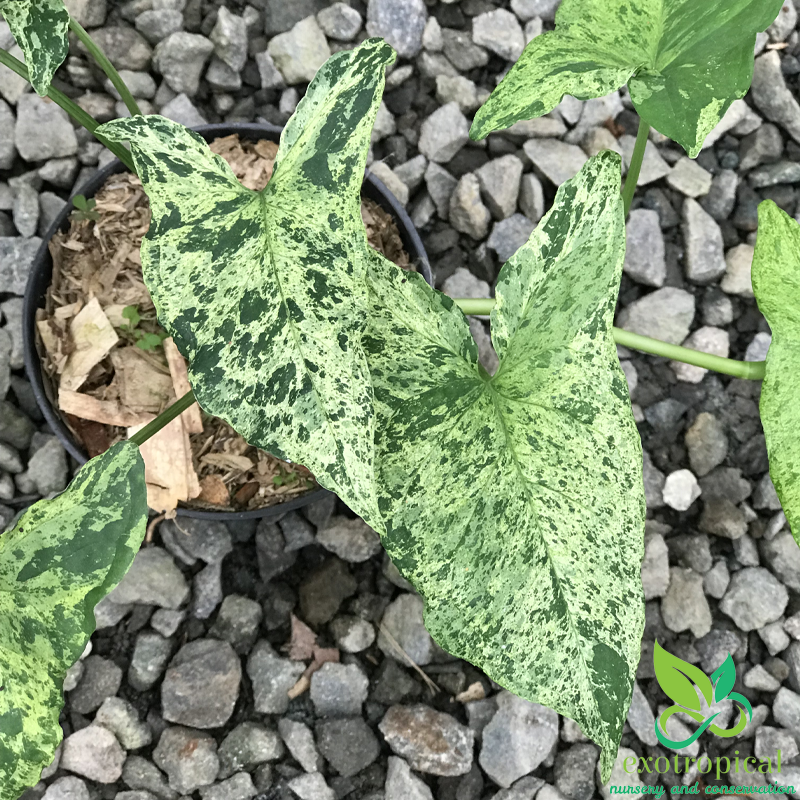 Syngonium Mojito