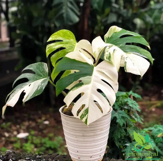 Monstera Albo Borsigiana Variegated