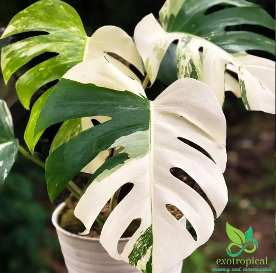 Monstera Albo Borsigiana Variegated