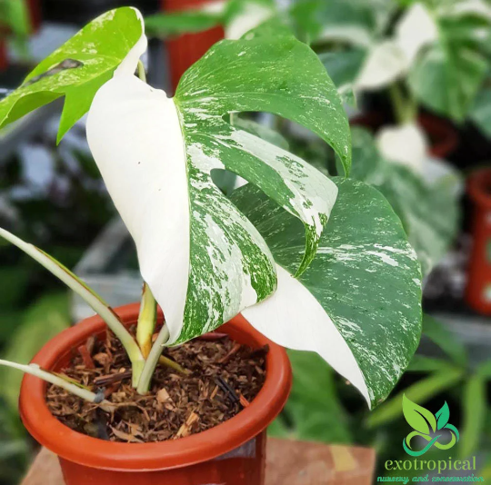 Monstera Albo Borsigiana Variegated