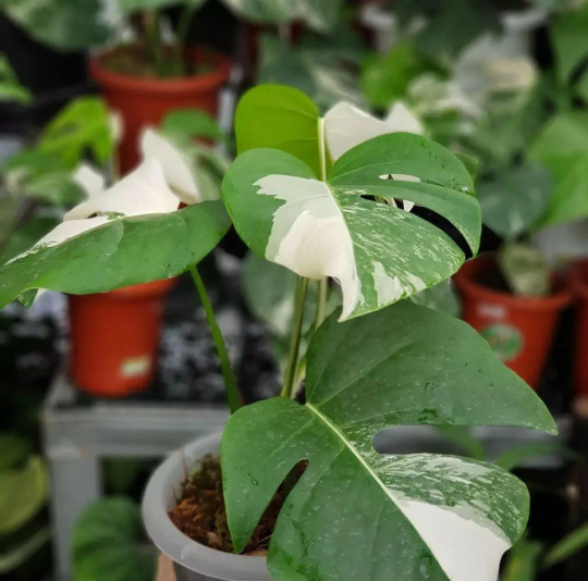 Monstera Albo Borsigiana Variegated