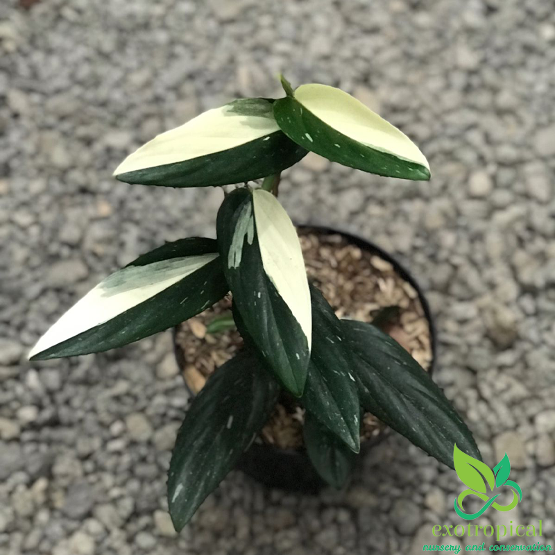 Monstera Standleyana Variegated