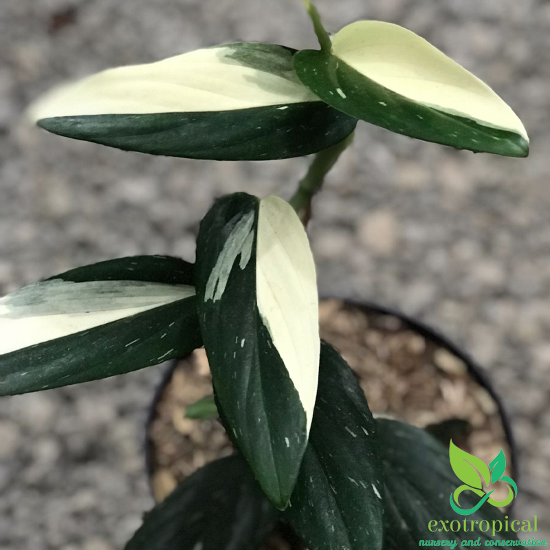 Monstera Standleyana Variegated