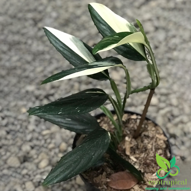 Monstera Standleyana Variegated