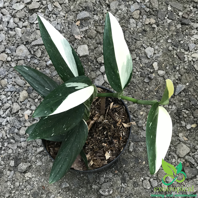 Monstera Standleyana Variegated