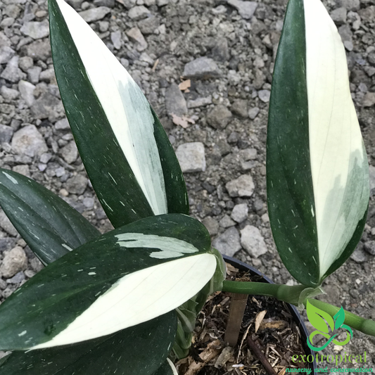 Monstera Standleyana Variegated