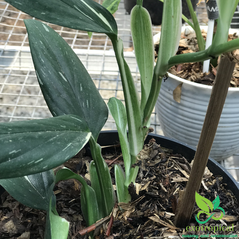 Monstera Standleyana Variegated