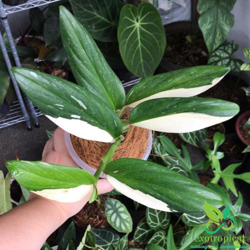 Monstera Standleyana Variegated